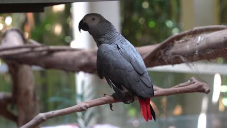 Chatty-congo-African-grey-parrot,-psittacus-erithacus-perching-on-wooden-branch,-imitating-human-sounds-in-bird-sanctuary-at-Langkawi-wildlife-park,-Malaysia,-Southeast-Asia
