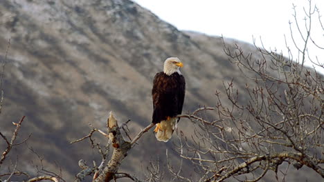 A-bald-eagle-stretches-its-claws-and-talons-while-sitting-high-in-the-trees-overlooking-the-mountains-and-wilderness-of-Kodiak-Island-Alaska