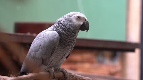 Endangered-species-medium-sized-congo-African-grey-parrot,-psittacus-erithacus-perching-still-on-a-wood-log-and-staring-right-into-the-camera-at-Langkawi-wildlife-park,-Malaysia,-Southeast-Asia
