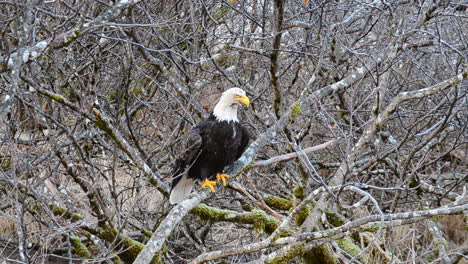 A-lone-bald-eagle-looks-for-food-among-the-thick-alder-trees-of-Kodiak-Island-Alaska