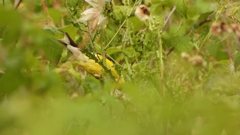 Tierwelt-Nahaufnahme-Gelber-Amerikanischer-Stieglitzvogel,-Der-Unter-Grünen-Blättern-Pickt