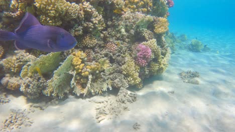 Odonus-niger-purple-triggerfish-swimming-in-a-coral-reef,-slow-motion