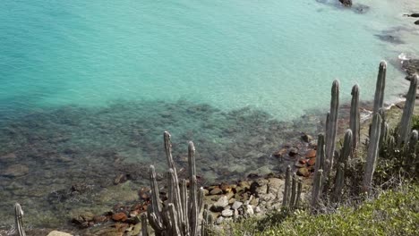 Cactus-plants-edging-a-beautiful-turquoise-shallow-rocky-beach-at-sunny-day