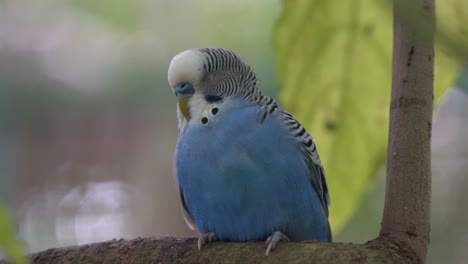 Cute-male-budgerigar,-melopsittacus-undulatus-with-blue-cere,-sleep-peacefully-on-tree-branch-in-the-wild,-fluff-up-its-feathers-to-keep-warm,-langkawi-wildlife-park,-kedah,-malaysia,-southeast-asia