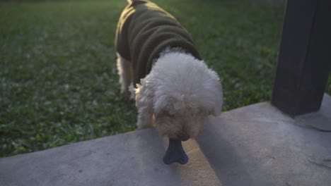 Unlikely-chew-rubber-bone-for-Coton-de-Tulear-breed-dog