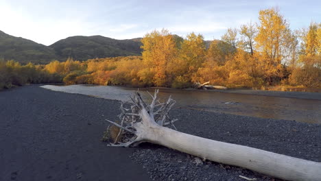 Eine-Geschwenkte-Aufnahme-Eines-Großen-Toten-Baumes,-Der-An-Der-Seite-Eines-Lachsflusses-In-Der-Wildnis-Von-Kodiak-Island,-Alaska,-Liegt