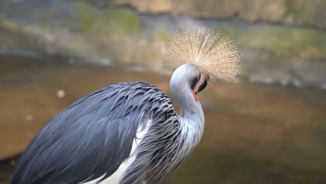 Endangered-species,-grey-crowned-crane,-balearica-regulorum-standing-in-the-river-bank,-majestically-preening-its-beautiful-feathers-with-its-beak,-wildlife-close-up-shot