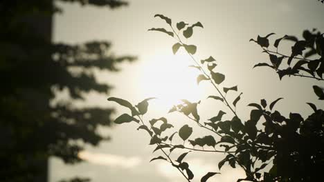 Blätter-In-Silhouette-Gegen-Warme-Sonne-Am-Himmel-Bei-Sonnenuntergang