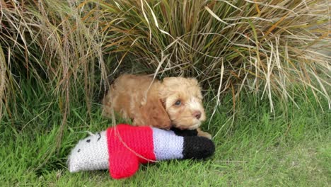 Cute-Cavoodle-Puppy-looking-nervous-outside-in-the-garden