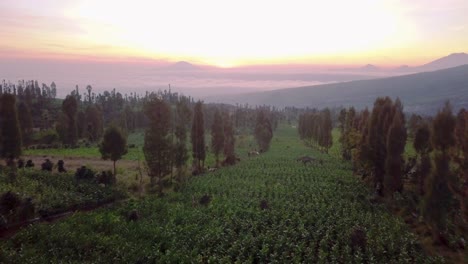 Luftüberführung-Tabakplantage-Mit-Bäumen-Und-Feld-Und-Wolkenmeer-Im-Hintergrund-Bei-Sonnenaufgang