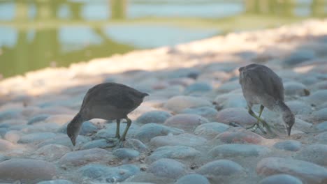Two-birds-walking-around-near-a-pond-on-a-summer-day-in-California