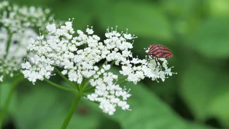 Gestreifter-Käfer-Auf-Einer-Blume,-Milder-Wind-Bewegt-Die-Blume,-Unscharfer-Hintergrund