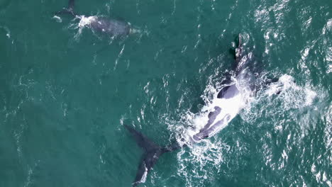 Right-whale-and-perky-newborn-calf-enjoy-waters-of-Walker-Bay