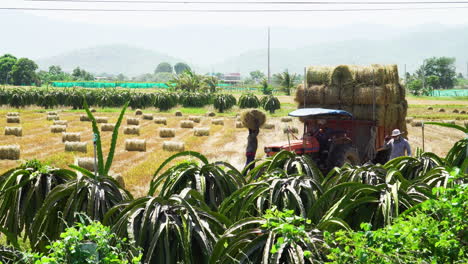 Bauern,-Die-Heuballen-Ernten-Und-Auf-Einen-Traktoranhänger-In-Vietnam-Laden