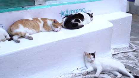 A-group-of-cats-sleeping-in-the-streets-of-Skiathos,-Greece