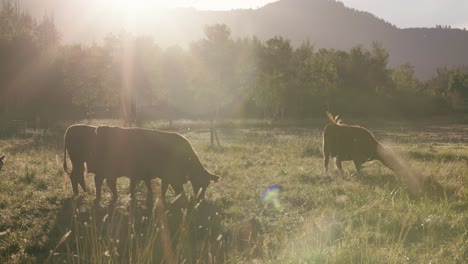Vacas-Marrones-Pastan-Campos-De-Hierba-Al-Atardecer-Mientras-Un-Pájaro-Vuela-En-El-Fondo-En-Cámara-Lenta