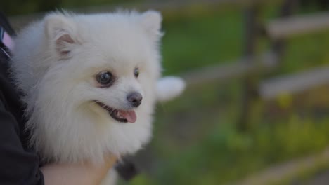 Owner-Carrying-Cute-Pomeranian-Dog-In-The-Park---close-up