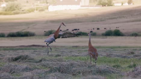 Two-blue-and-red-Sandhill-Cranes-flap-their-wings-and-play-in-a-freshly-cut-field-in-slow-motion