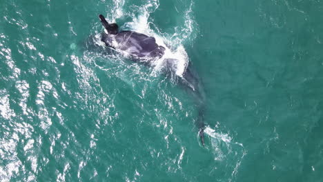Whale-got-deformed-flipper-does-body-roll-onto-back,-perky-calf-alongside