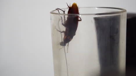 Cockroach-Crawling-onto-the-Rim-of-a-Glass-and-Going-Inside