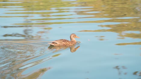 Braune-Ente,-Die-Im-Teich-Schwimmt