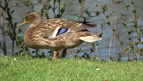 Close-up-of-female-duck,-lying-on-sunshine-and-stretching