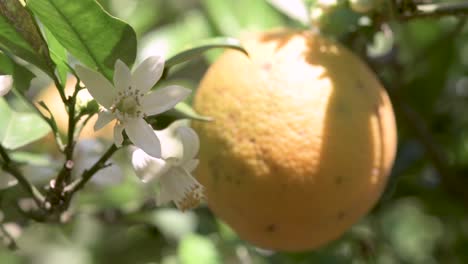 Honey-bee-pollinating-in-sweet-orange-plantation