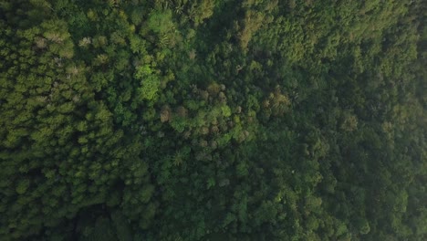 Overhead-drone-shot-of-forest-with-tropical-palm-trees-and-plants-in-Indonesia-lighting-in-sun