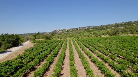 Aerial-shot-of-a-woman-walking-through-the-wine-fields-in-the-south-of-France