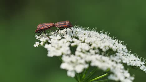 Escarabajos-Rayados-En-Una-Flor,-Flor-Natural-Intacta-Con-Insectos