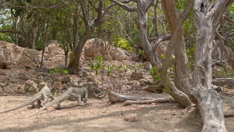 Low-angle-panning-shot-showing-group-of-Iguana-Lizards-walking-in-wilderness-at-sunlight