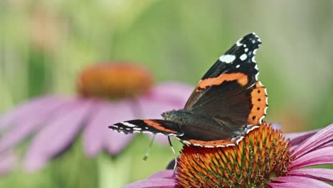 Roter-Admiral-Schmetterling-Bestäubt-In-Blühender-Echinacea-Blume.-Selektive-Fokusaufnahme