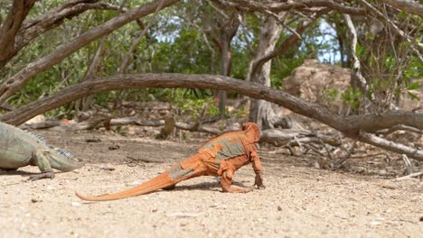 Pov-dolly-forward-between-many-Lizards-resting-on-sandy-terrain-and-branches-in-summer---South-America,-Dominican-Republic