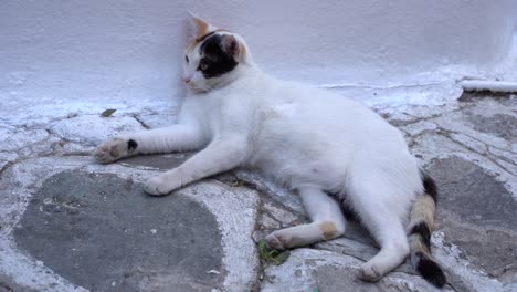A-cat-sleeping-in-the-beautiful-streets-of-Skiathos