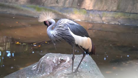 Magnificent-grey-crowned-crane,-balearica-regulorum-spotted,-preening-and-grooming-its-beautiful-feathers-with-its-beak-and-soon-after-dropping-guano-on-the-rock-at-bird-sanctuary,-wildlife-park