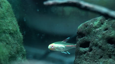 Ein-Albino-Fisch-Schwimmt-Im-Zwielicht-Einer-Unterwasserhöhle