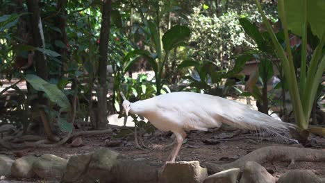 Beautiful-unique-pure-white-peacock,-pavo-cristatus-with-leucistic-mutation,-wondering-around-and-exploring-its-surrounding-environment-in-its-natural-habitat,-bird-sanctuary-wildlife-park