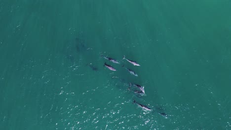 A-large-pod-of-Dolphins-swim-under-the-water-of-a-glistening-ocean-swell