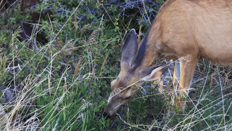 Close-up-of-Mule-Deer-doe-eating-grass