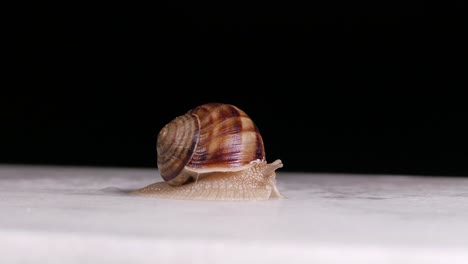 Snail,-crawling-slowly-on-white-background-surface-and-under-artificial-light