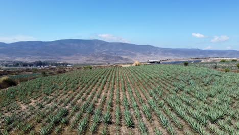 Spectacular-Aerial-View-Of-Green-Agave-Fields-On-Farm-In-Tequila,-Mexico