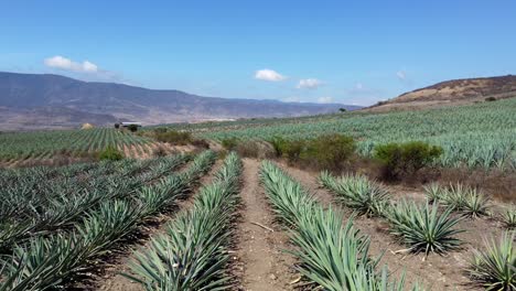 Toma-Lenta-De-Cerca-Entre-Plantas-De-Agave-Con-Un-Impresionante-Fondo,-Maguey,-Oaxaca,-México