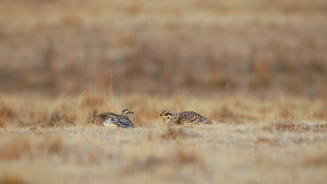 Sharp-tailed-Grouse-Couple-Mating-Dance-On-Lek