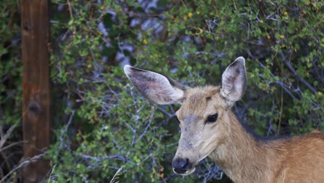 Close-up-of-a-Mule-Deer-doe-staring-in-the-distance