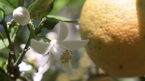 Anpflanzung-Von-Orangen-Mit-Biologischer-Kontrolle-Und-Bestäubung-Durch-Bienen