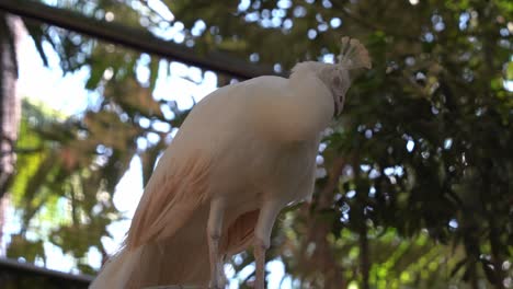 Tilt-up-view-of-a-rare-white-peacock-with-leucistic-mutation,-sleeping-and-resting-gracefully-on-top-at-bird-sanctuary-wildlife-park