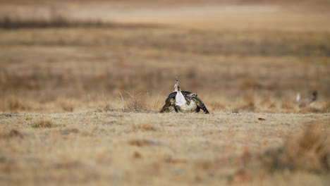 Sharp-tailed-Grouse-Birds-Dancing-On-Lek-In-Saskatchewan,-Canada