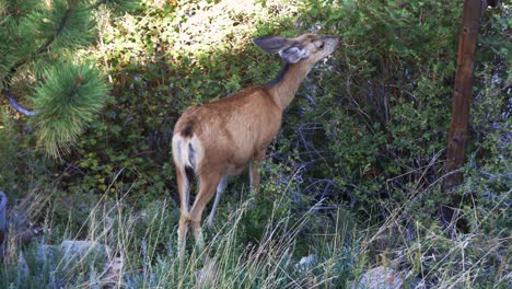 Mule-Deer-doe-grazing-from-a-tall-bush