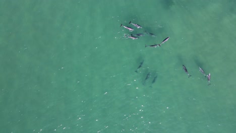 Aerial-view-of-a-large-pod-of-dolphins-swimming-on-a-moving-ocean-swell