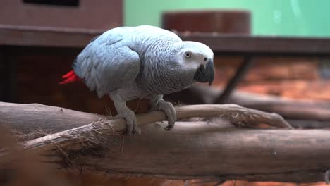 African-grey-parrot,-psittacus-erithacus-perching-on-wood-log,-leaning-forward,-wondering-and-staring-right-into-the-camera,-wildlife-close-up-shot